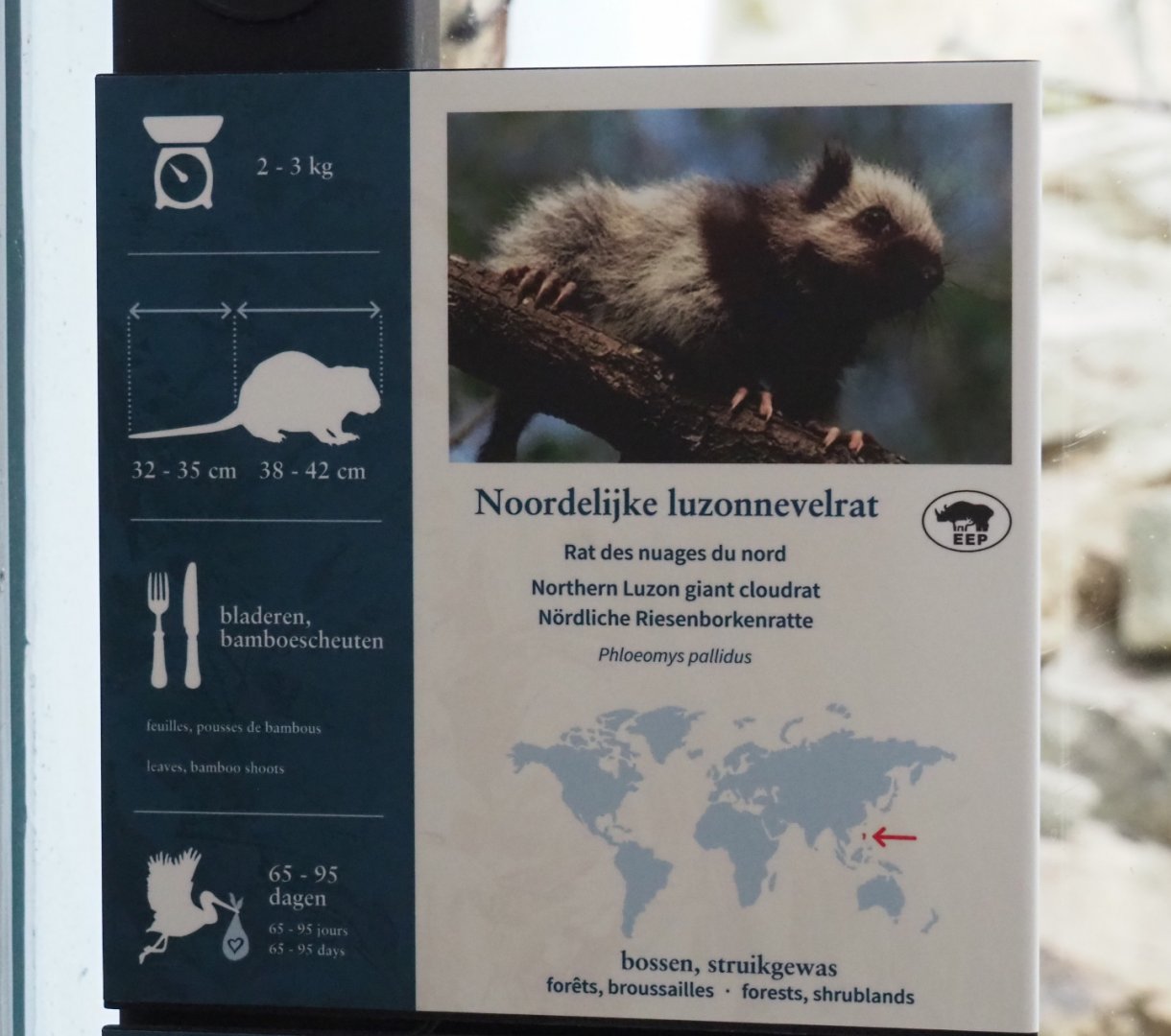 Signage Northern Luzon giant cloud rat, 2020-05-24