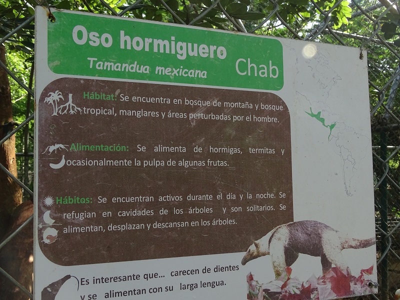 Signage Northern tamandua