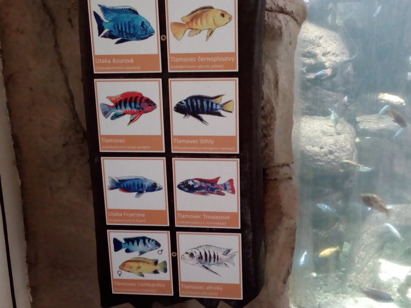 Signage of African cichlid aquarium in former elephant (now Malayan tapir) house-9/25
