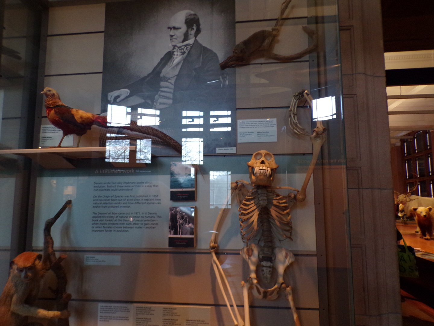 Signage of Darwin (alongside golden pheasant, orangutan skeleton and squirrel monkey) (taken at Kelvingrove museum) 12.2.24