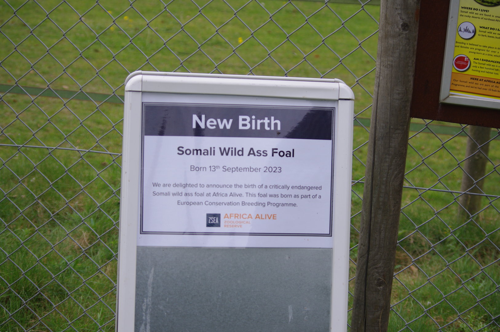 Signage of Somali Wild Ass foal- 1/10/2023