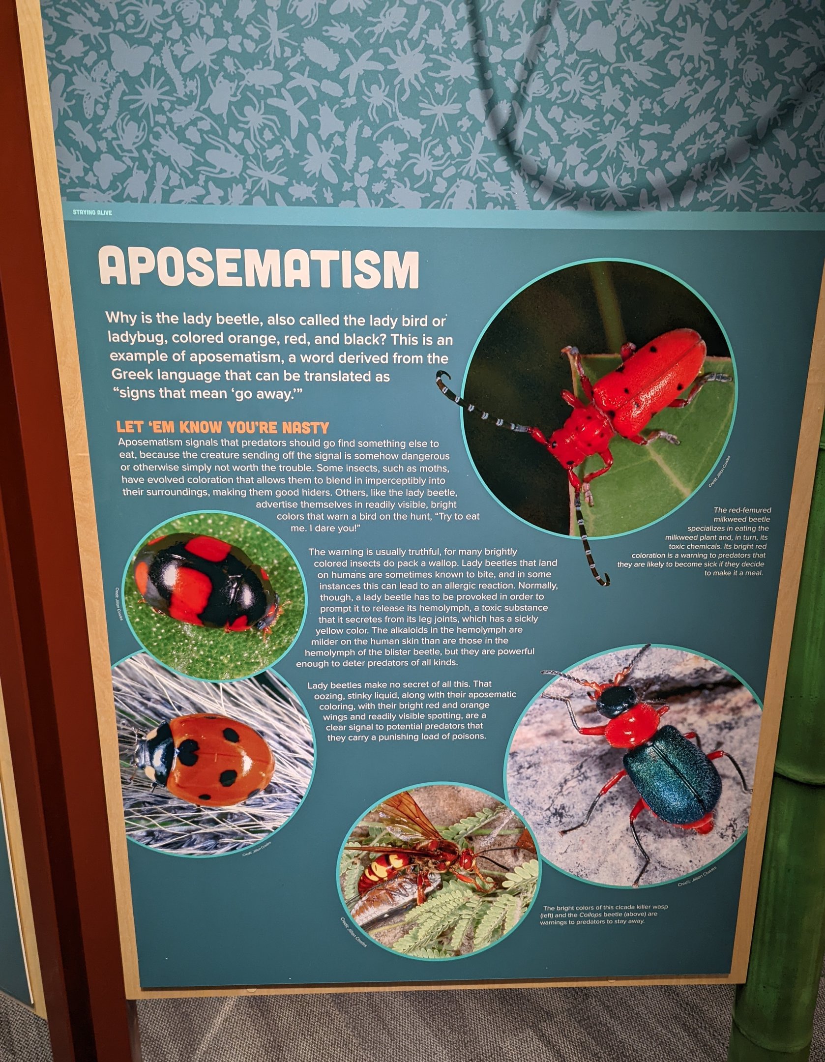 Signage on Aposematism