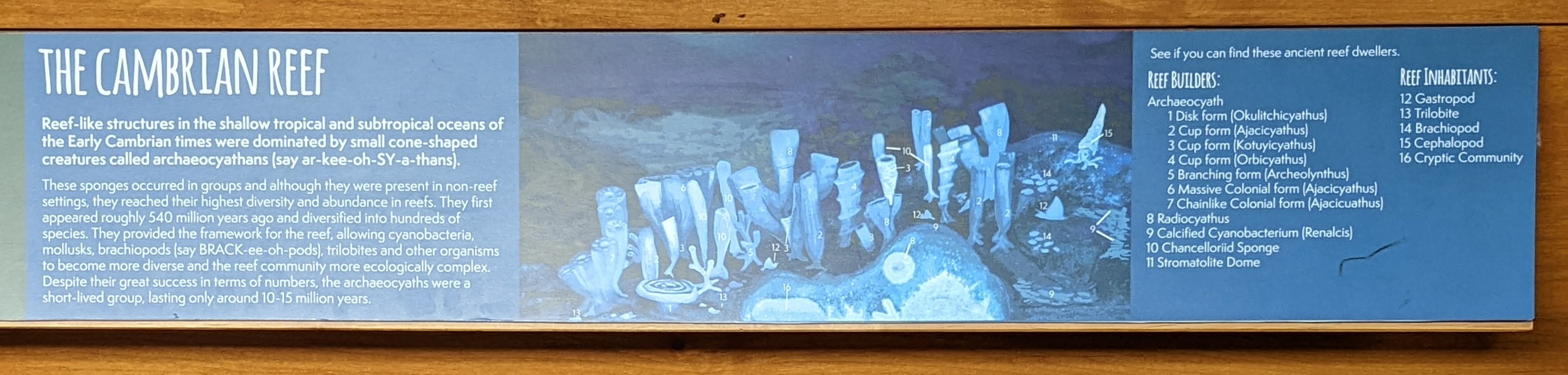 Signage on Cambrian reef model