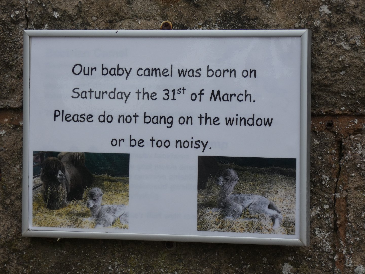 Signage on Camel birth