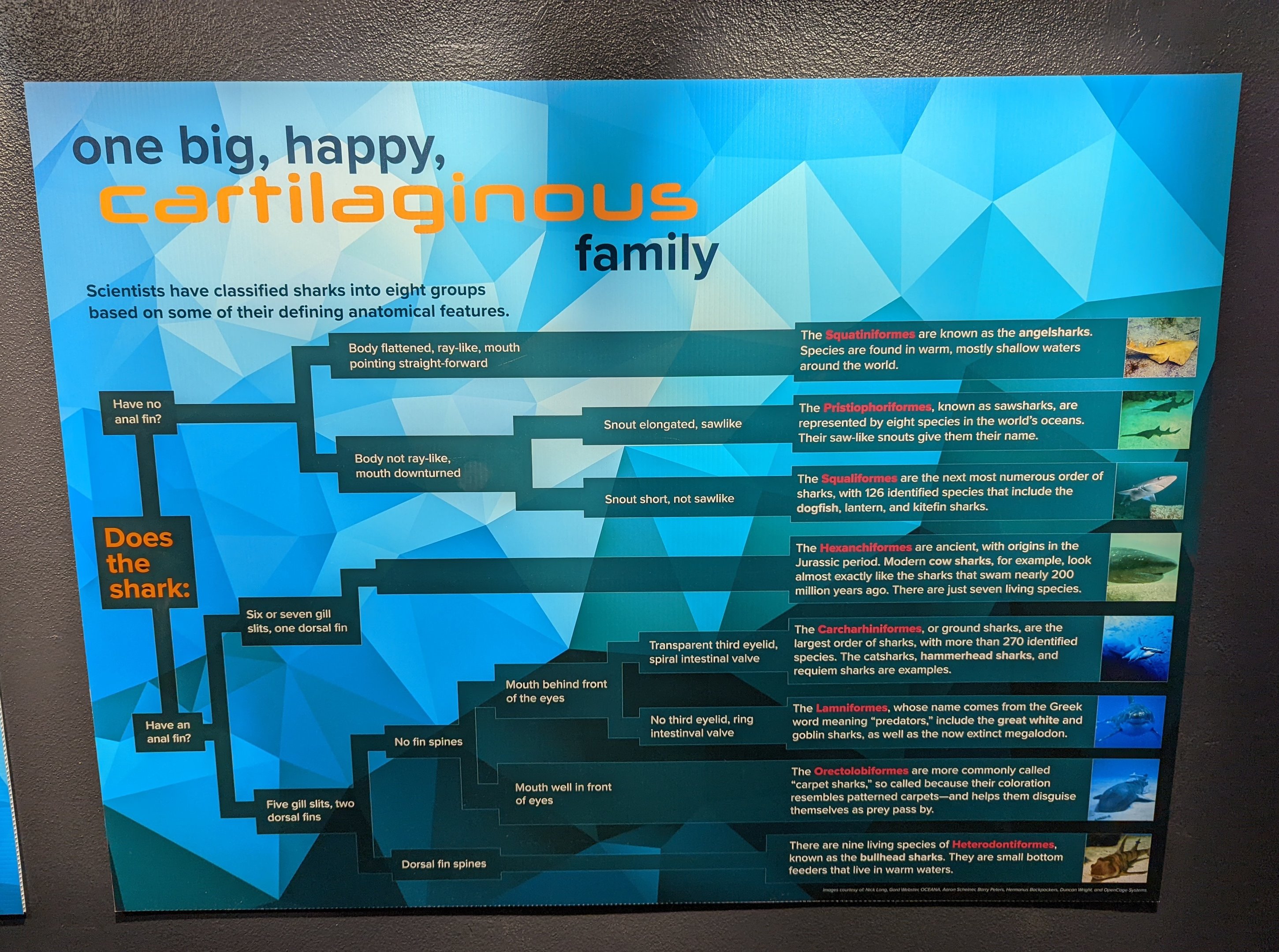 Signage on Cartilaginous Fish Family Tree