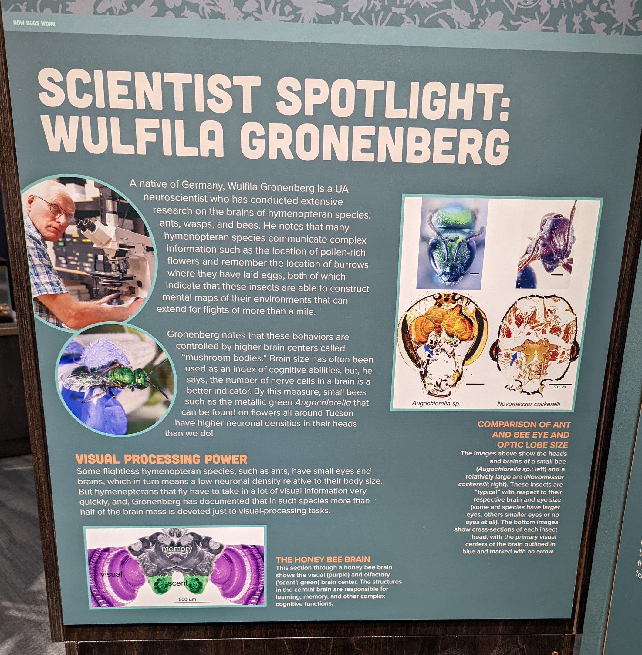 Signage on German Neuroscientist, Wulfila Gronenberg