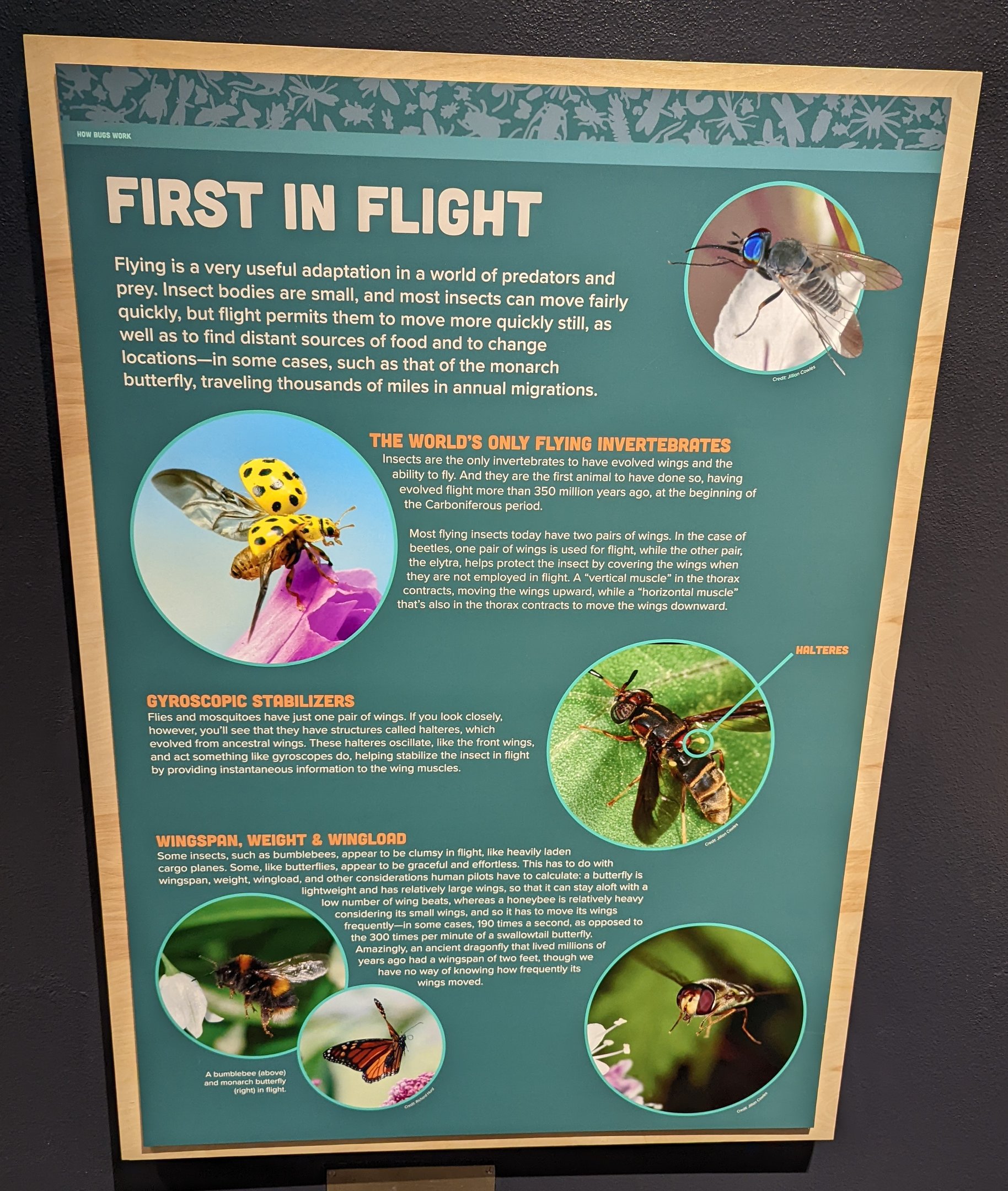 Signage on Insect Flight