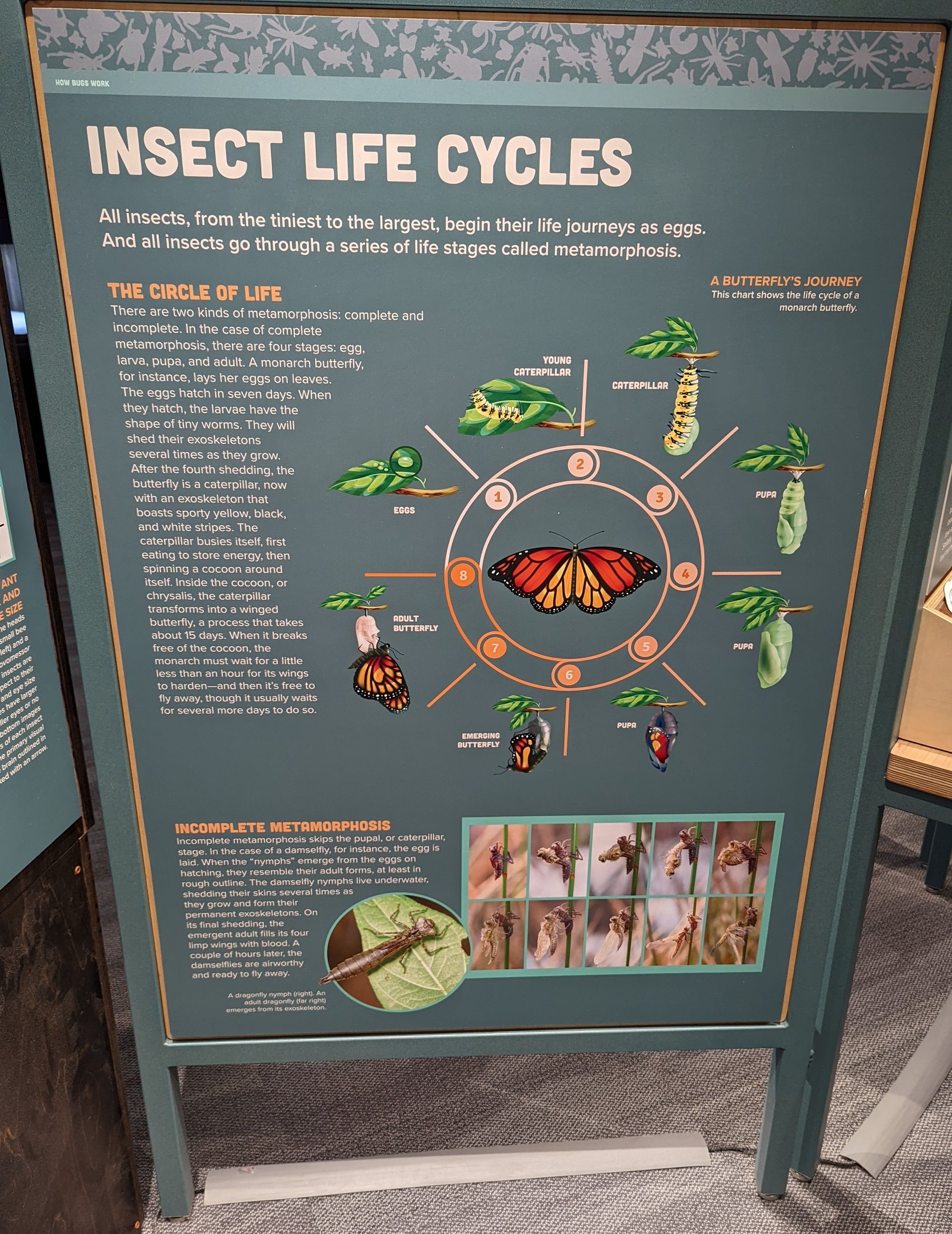 Signage on Insect Life Cycles