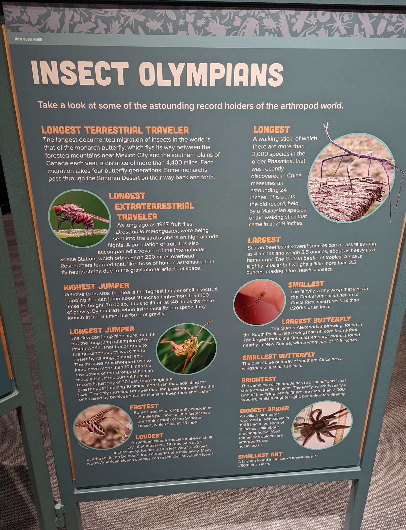 Signage on Insect Olympians
