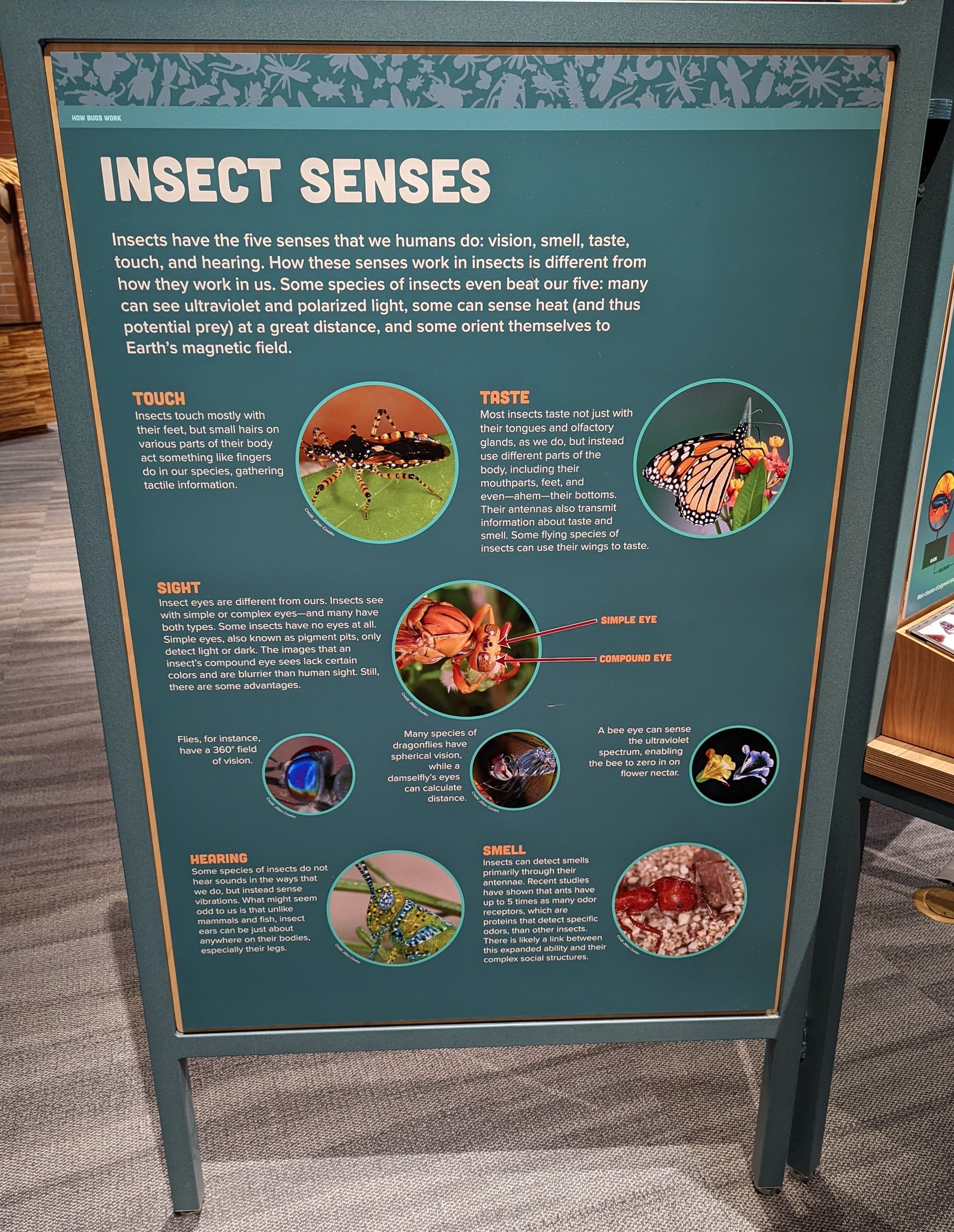 Signage on Insect Senses