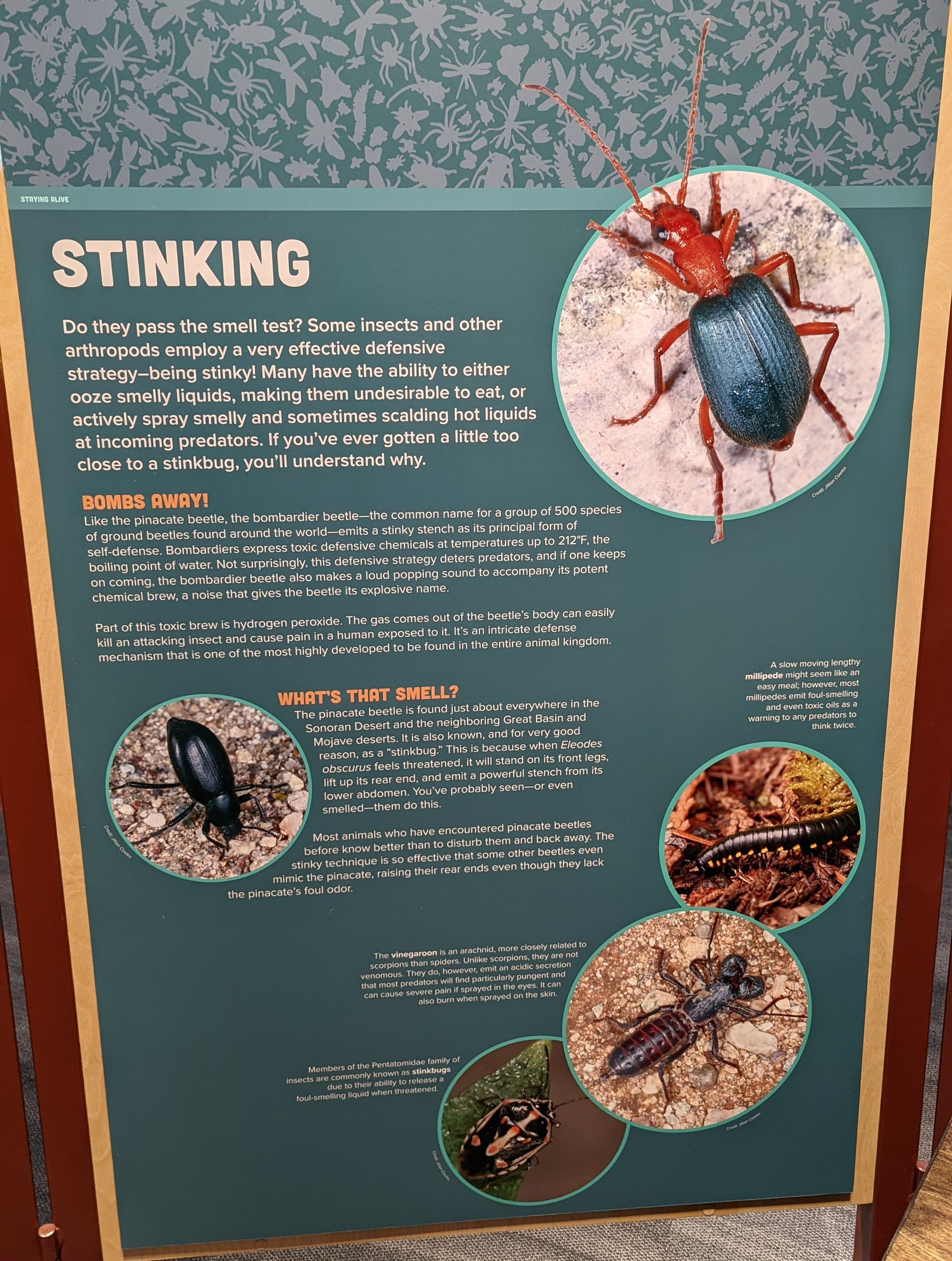 Signage on Insect Stinking