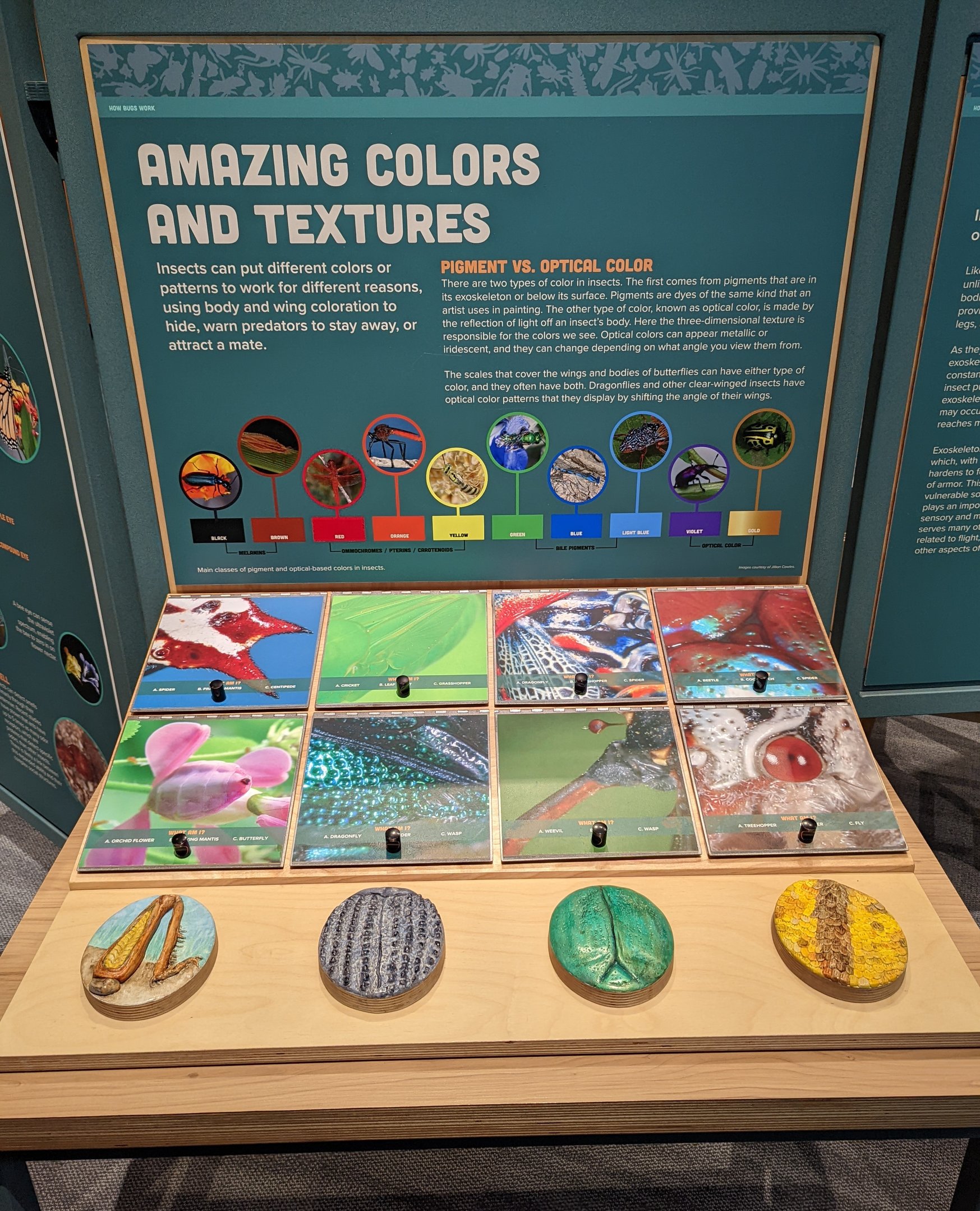 Signage on Insect Textures and Coloration