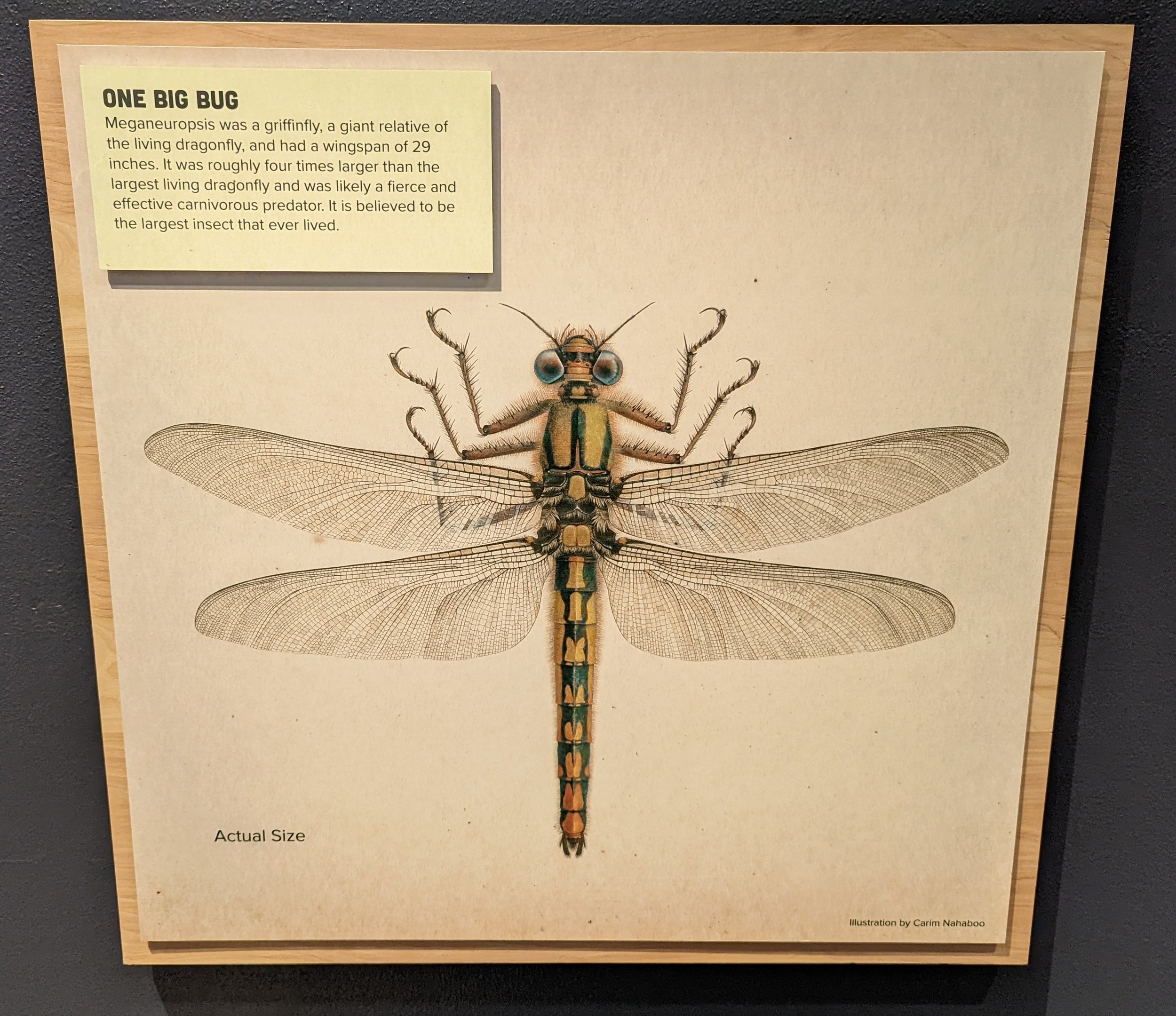 Signage on Meganeuropsis