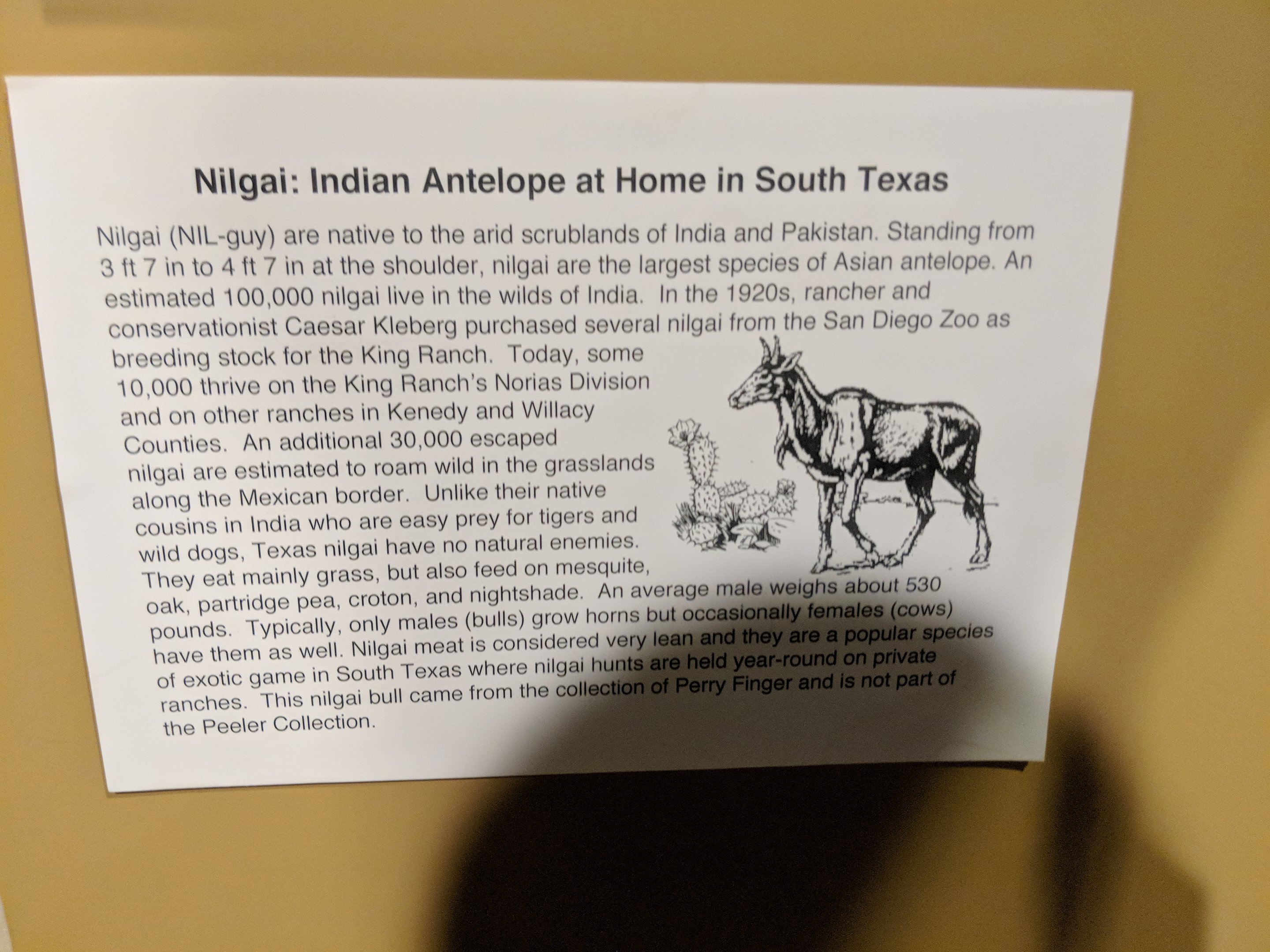 Signage on Nilgai (Boselaphus tragocamelus) in South Texas