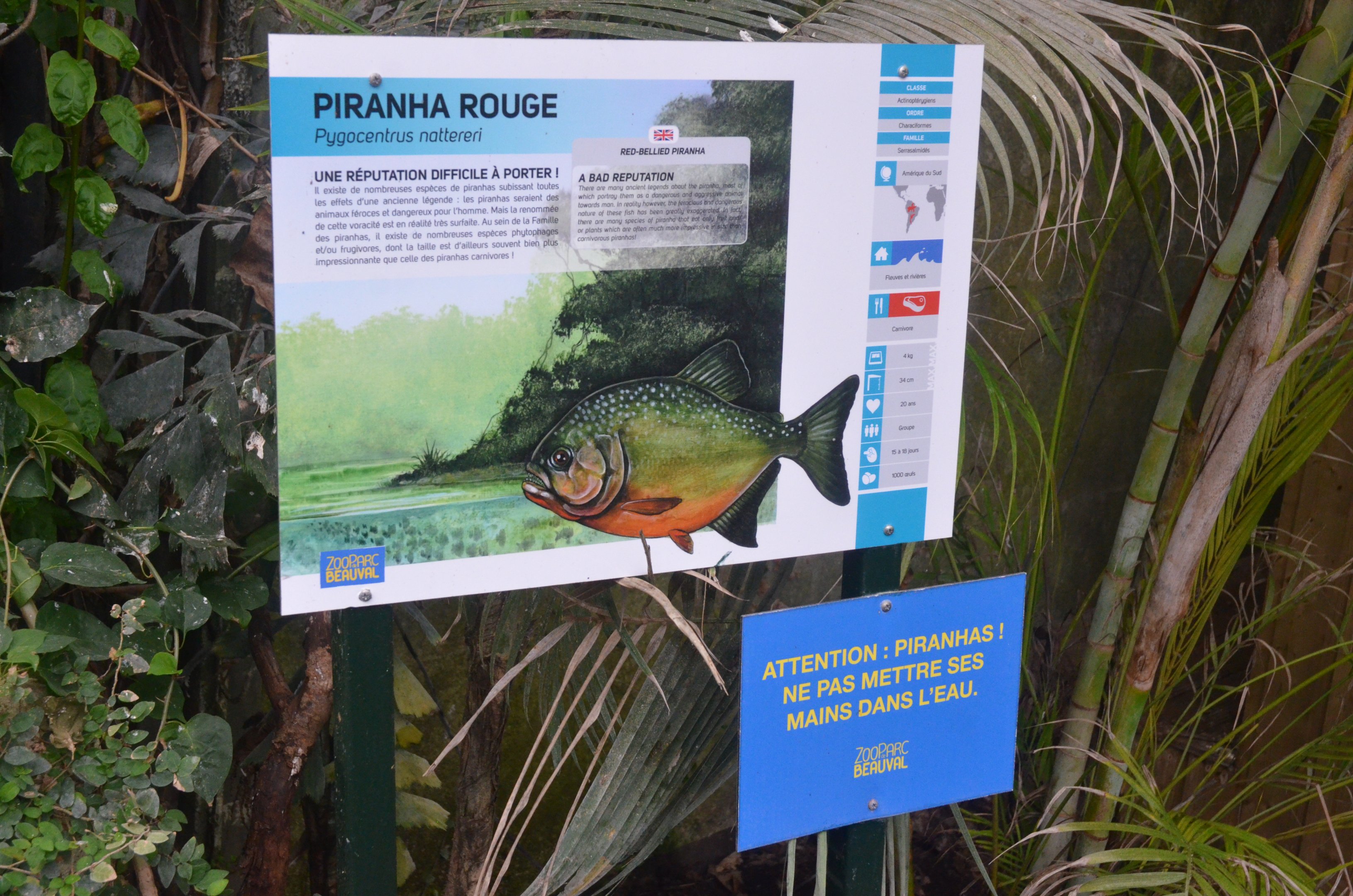 Signage on Open-topped Piranha Tank at Beauval, 12/06/18