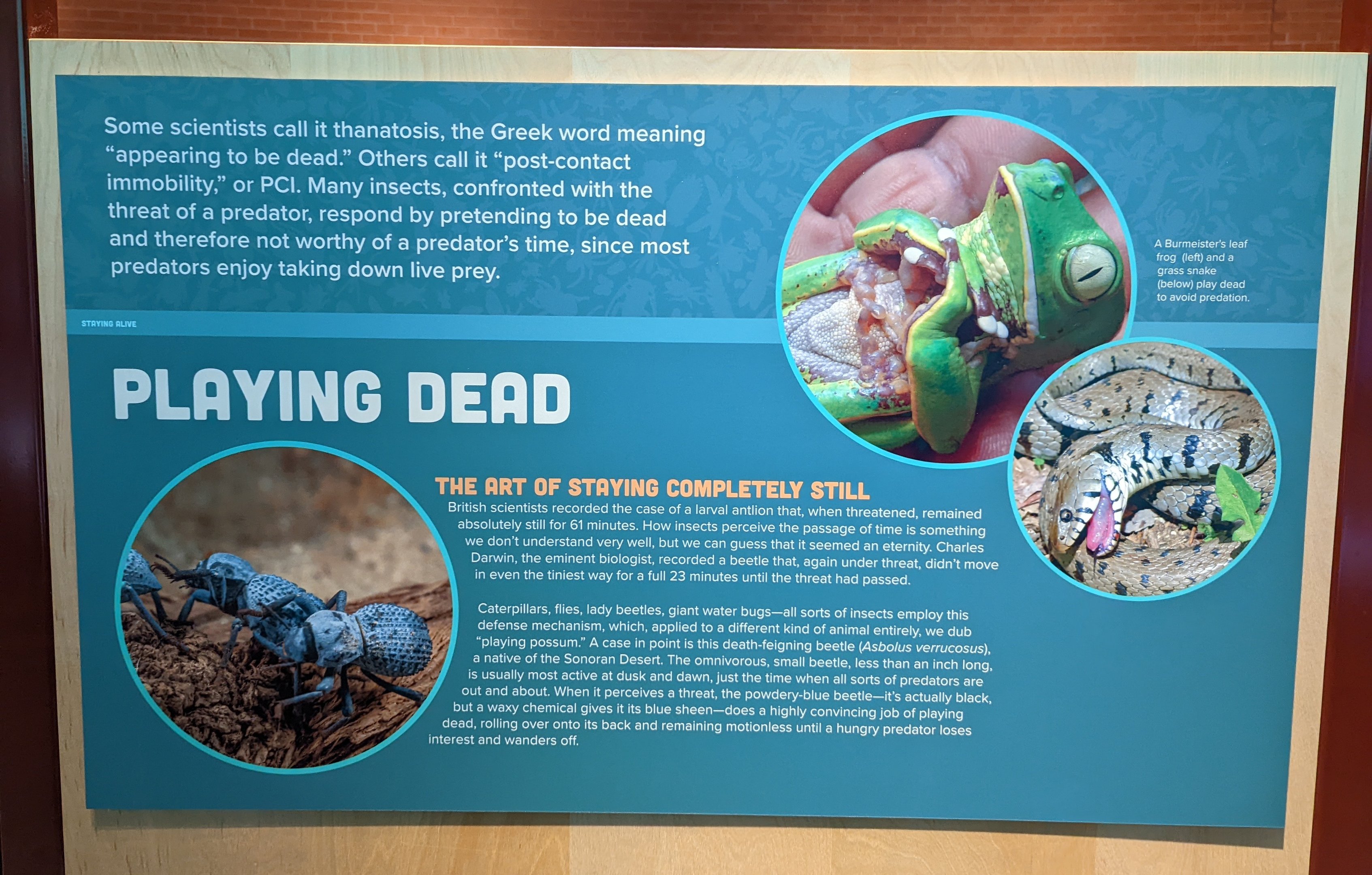 Signage on Playing Dead