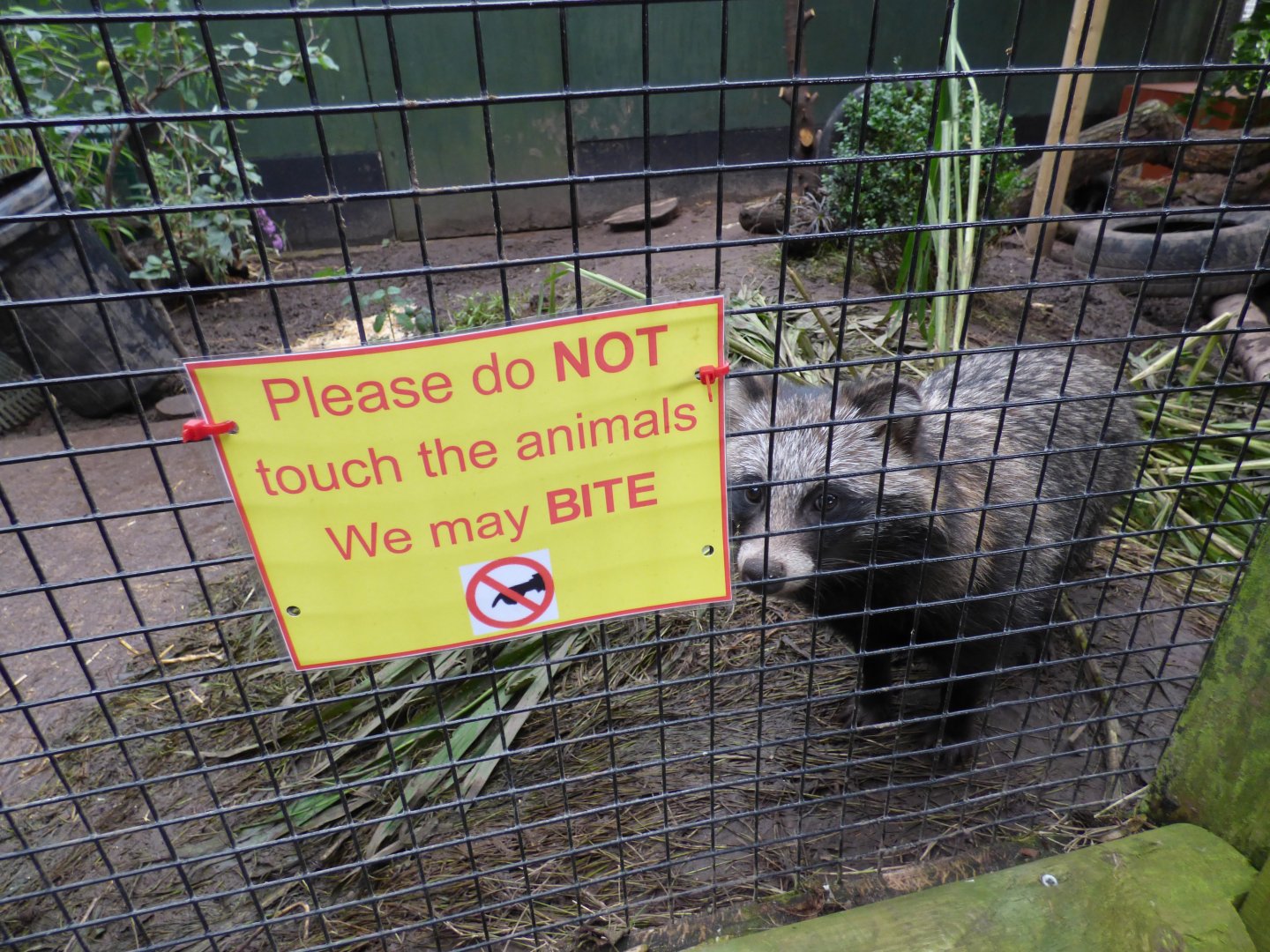 Signage on Racoon Dog Enclosure