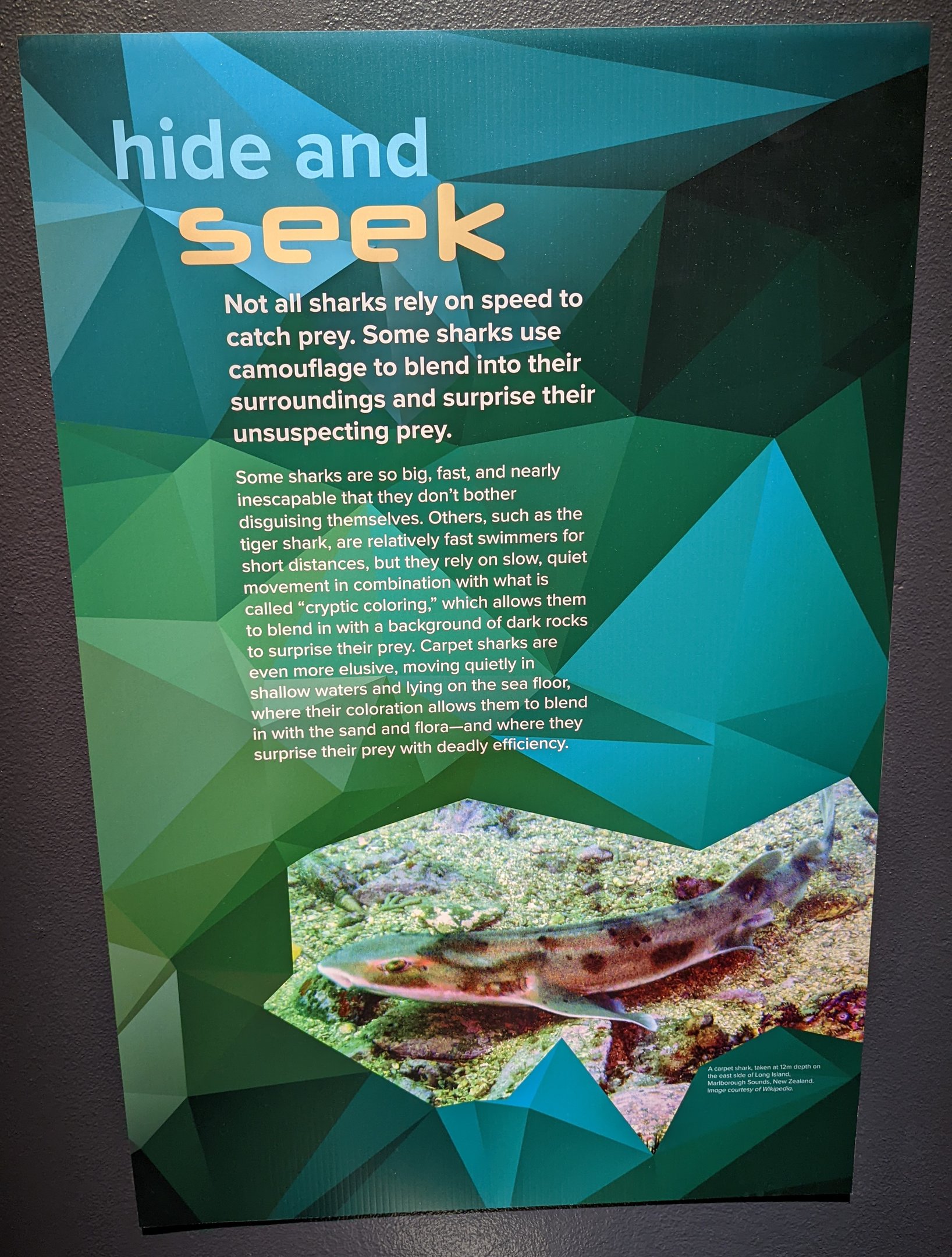 Signage on Shark camouflage