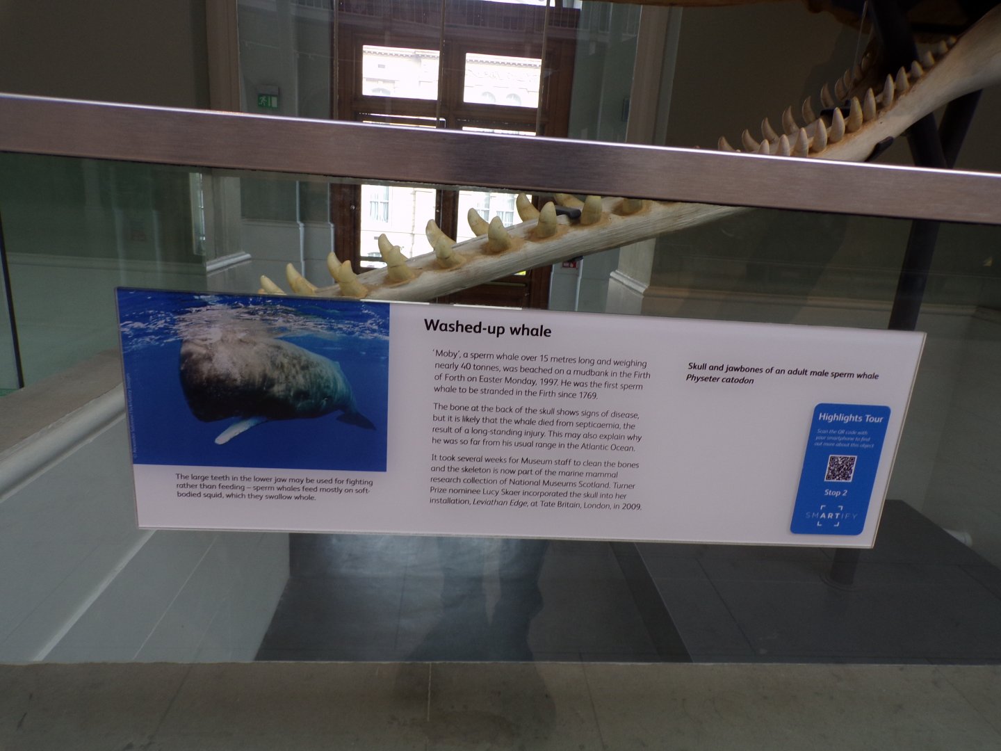 Signage on sperm whale skull 26.8.23