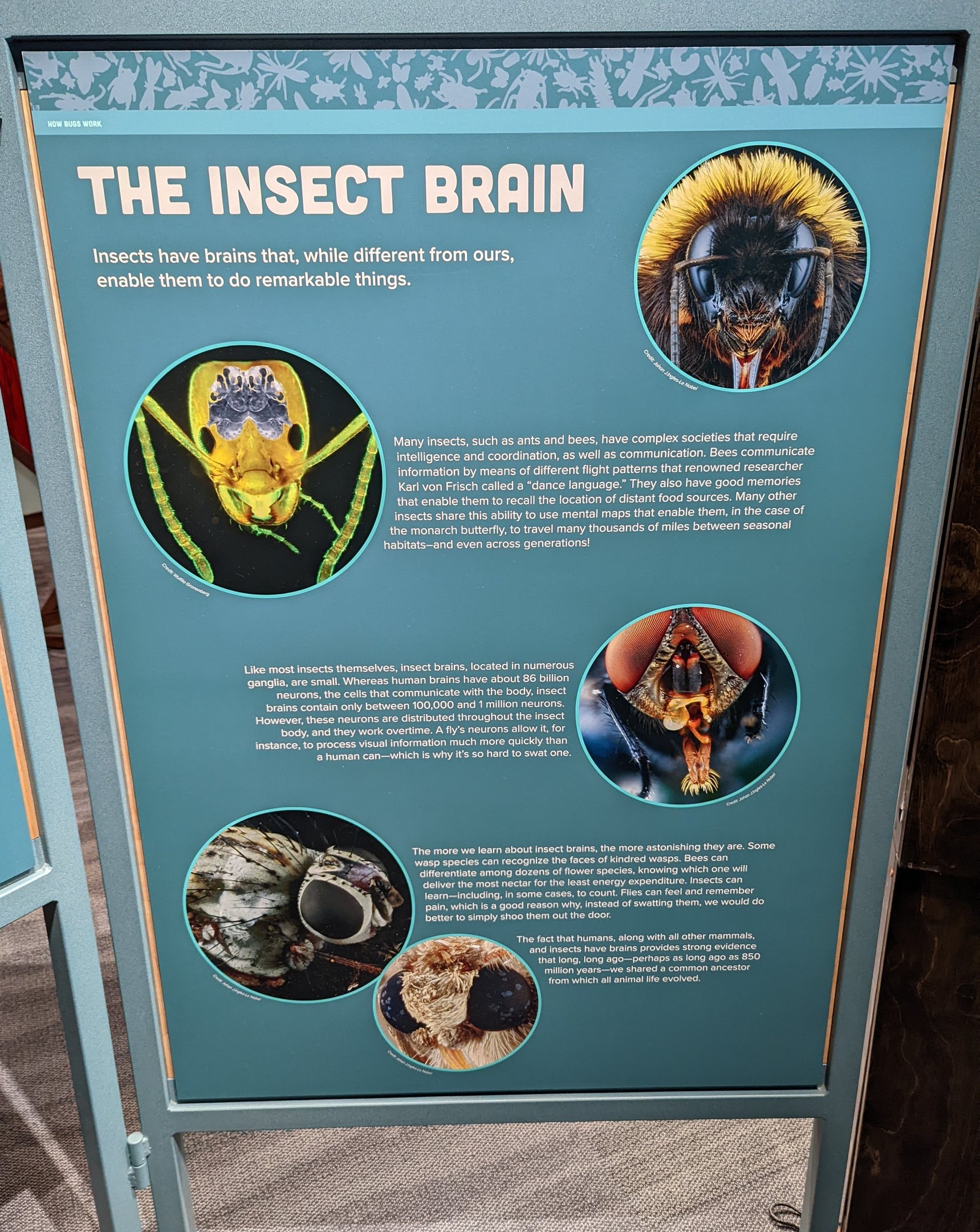 Signage on the Insect Brain