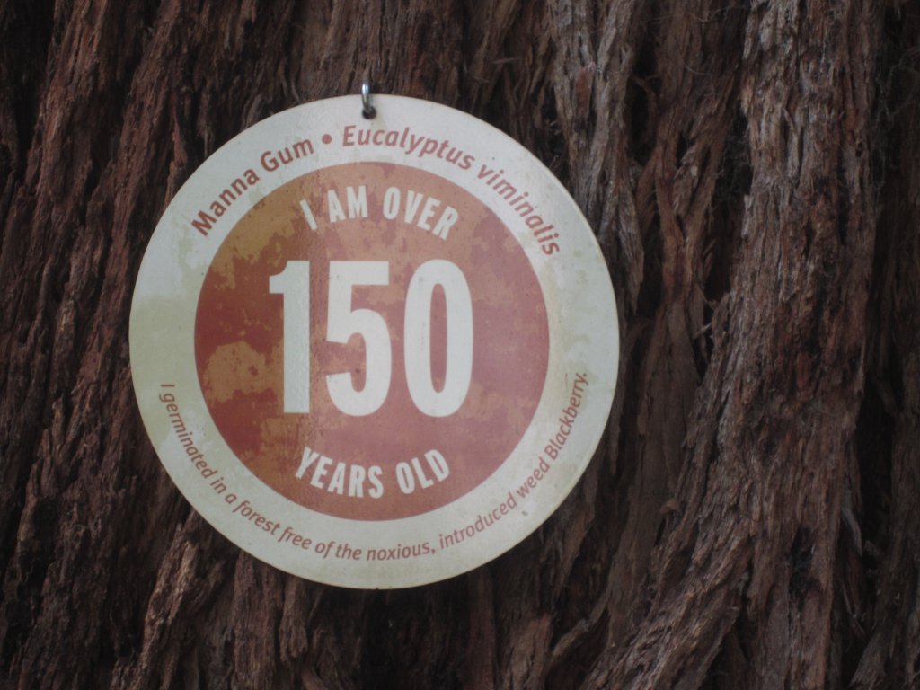 Signage on tree