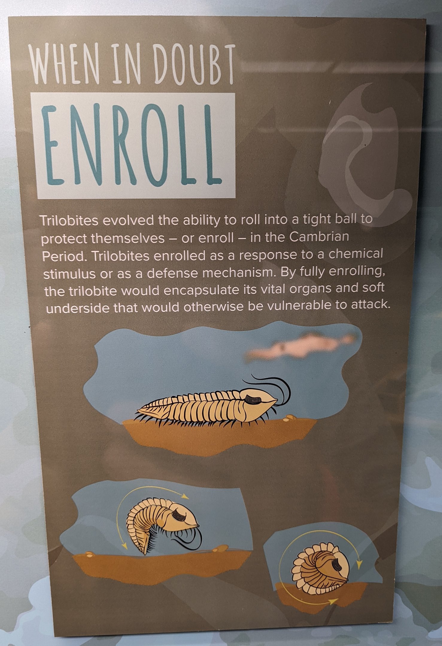 Signage on trilobite defense mechanisms