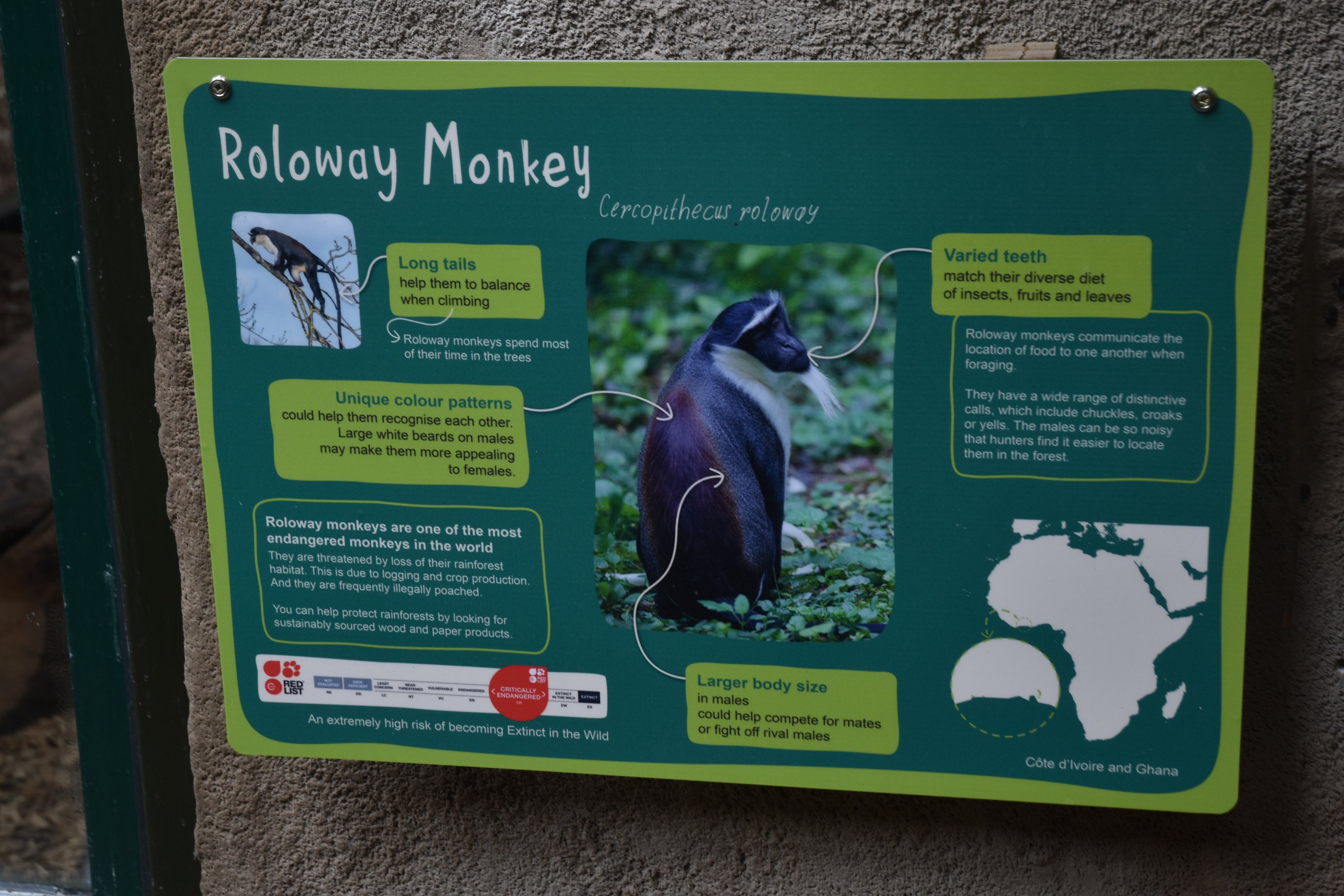 Signage (Roloway Monkey) at Chester, 18th April 2024