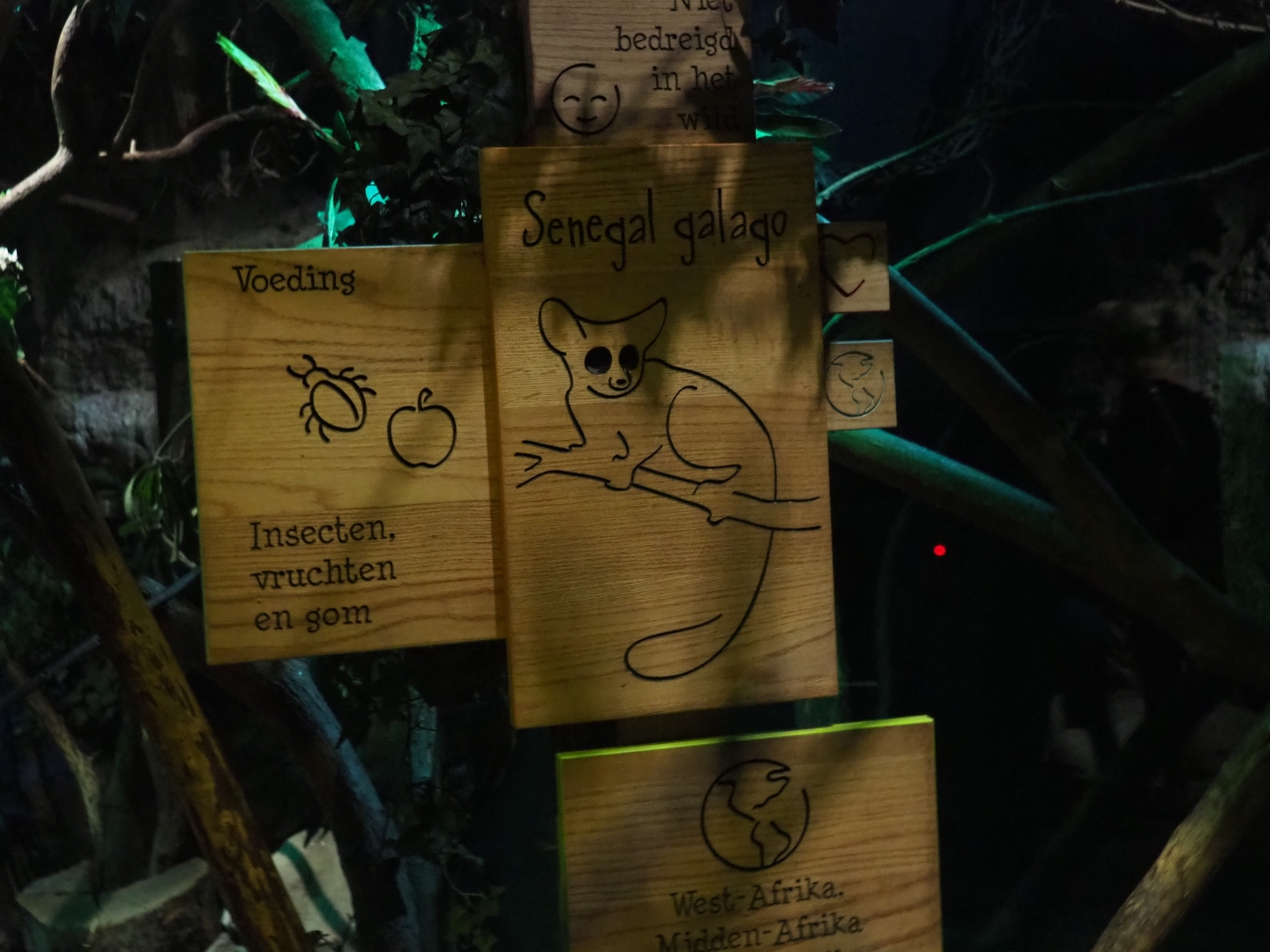 Signage Senegal bushbaby (Galago senegalensis)