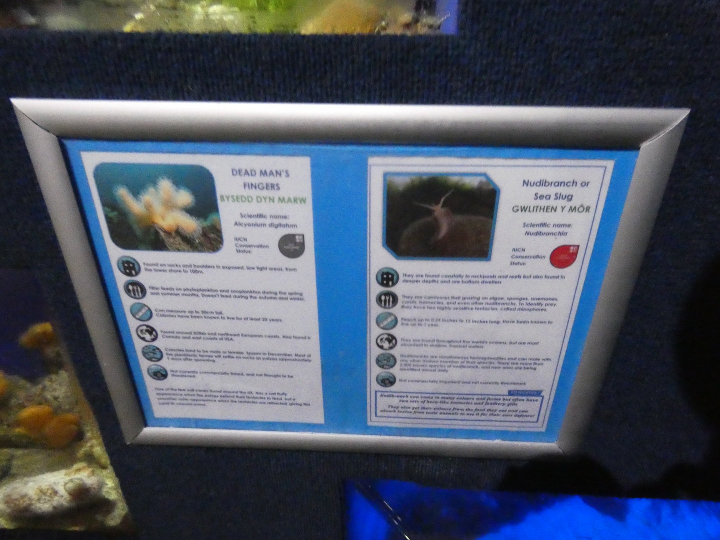 Signage style - Anglesey Sea Zoo