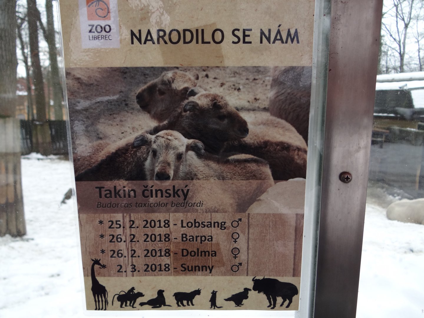 Signage - takins born in Liberec in 2018