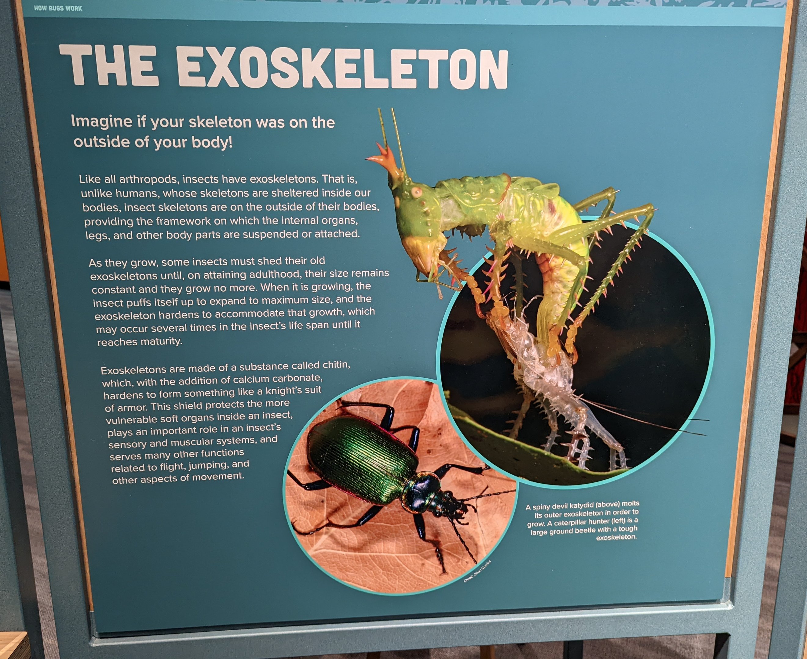 Signage: The Exoskeleton