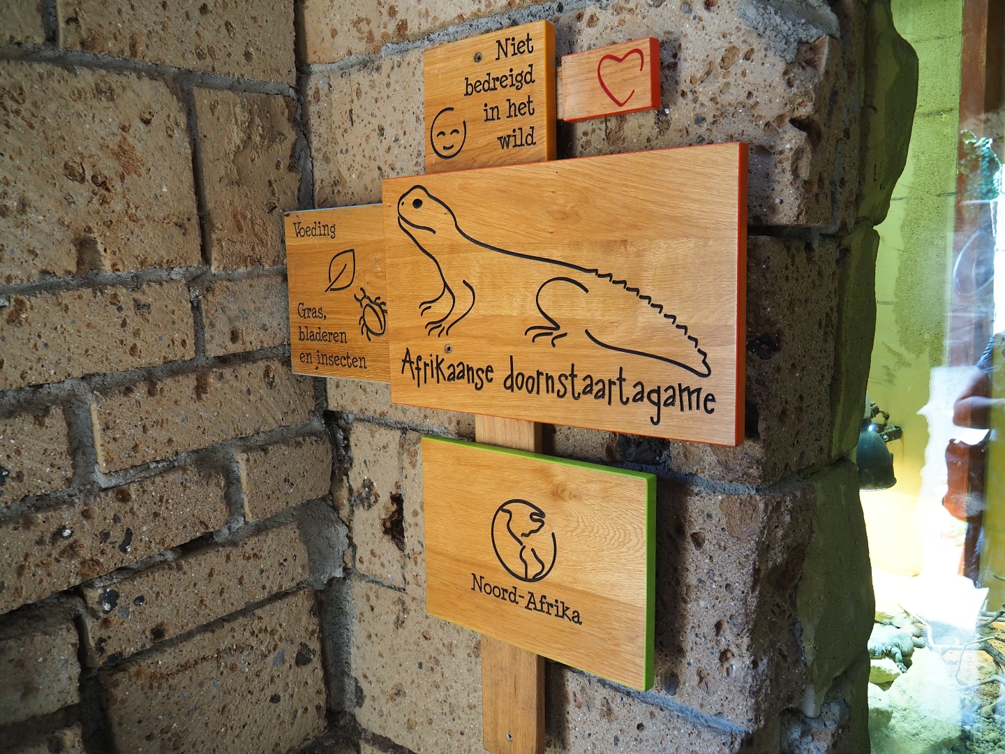 Signage Uromastyx acanthinura