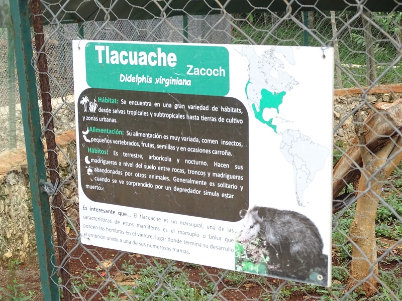 Signage Virginia opossum