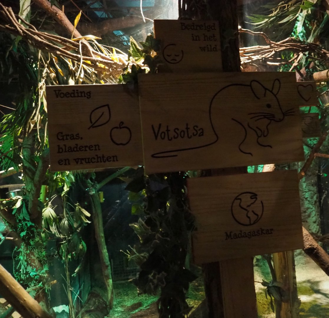 Signage votsotsa or Malagasy giant jumping rat (Hypogeomys antimena)