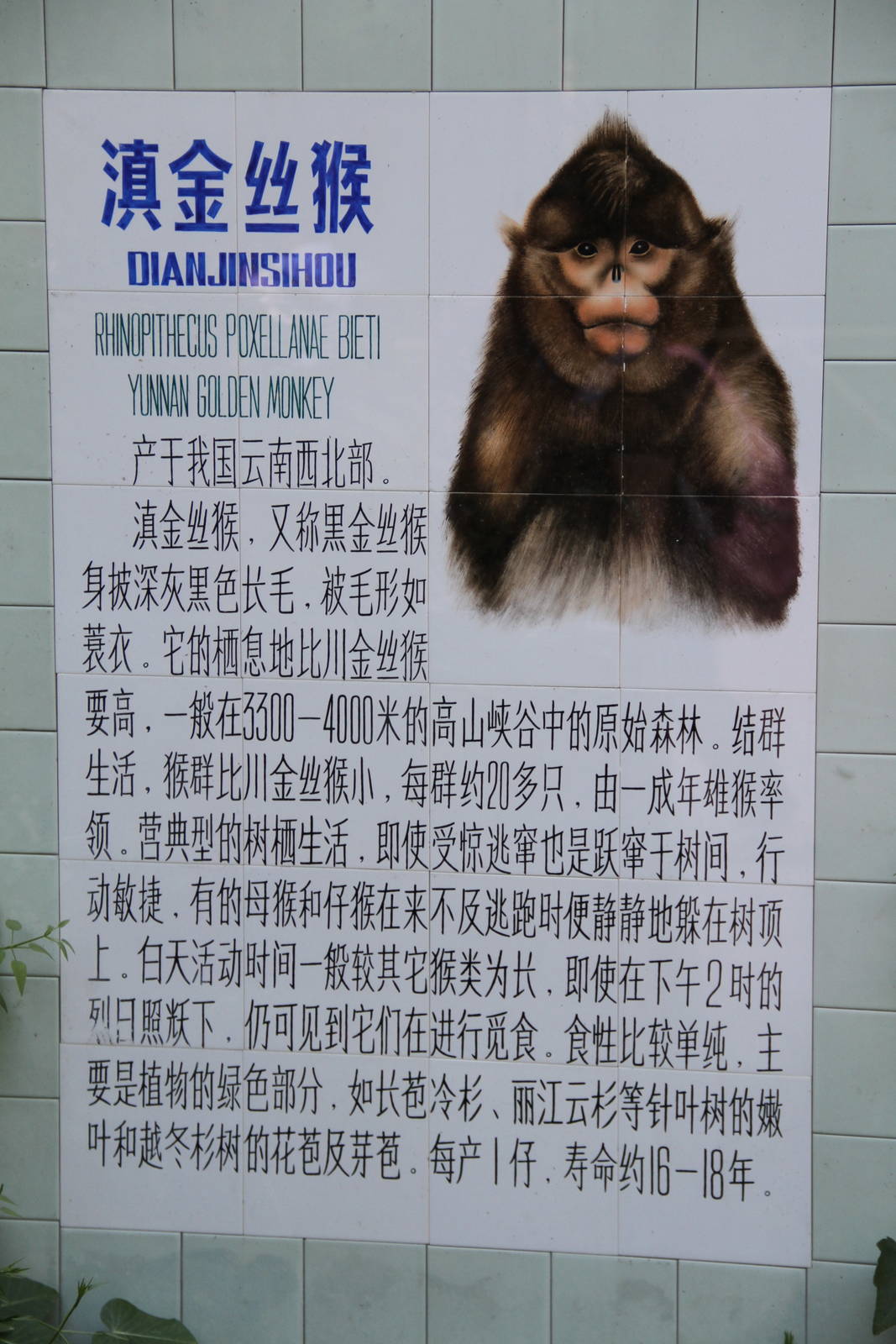 Signage: Yunnan Snub-nosed monkey (Rhinopithecus bieti)