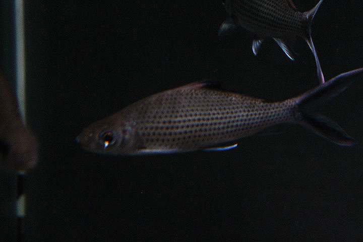 Signal barb (Labiobarbus festivus) - Animalium BRIN