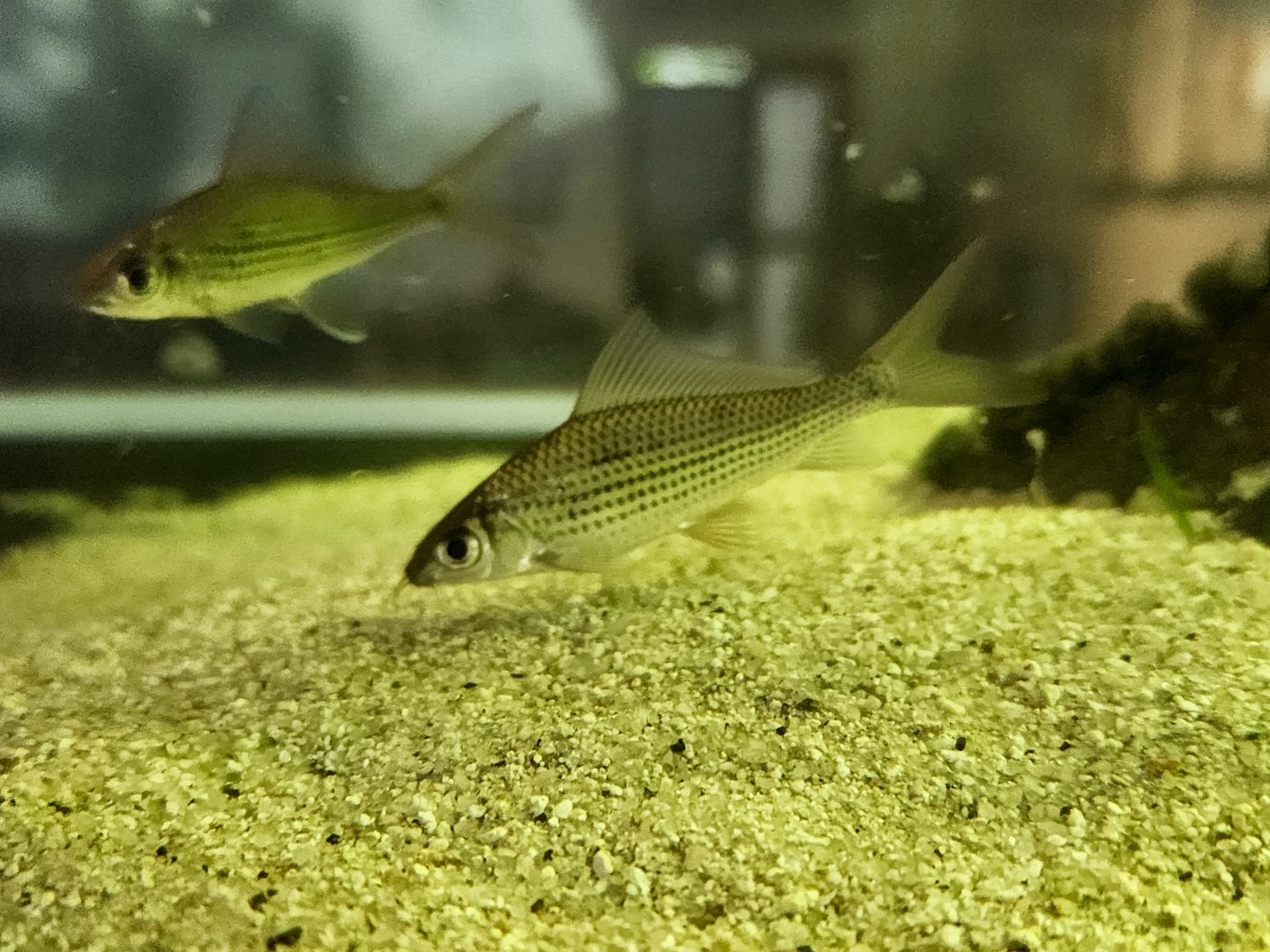 Signal Barb (Labiobarbus festivus)