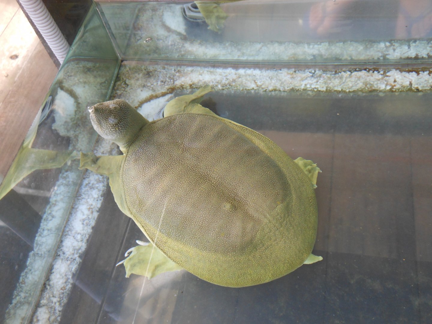Signed as: Asian Soft Shelled Turtle (Trionya cartilaginous)