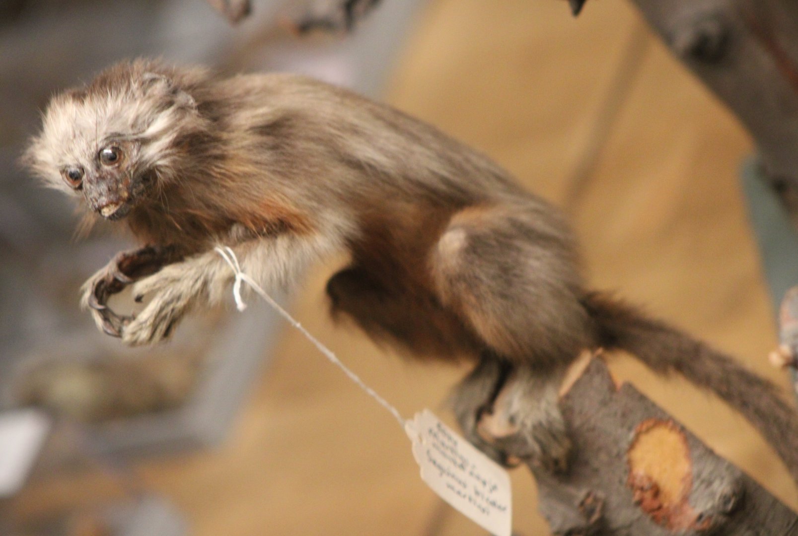 Signed as being a Martins tamarin