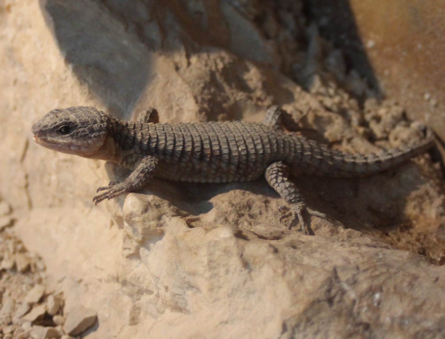 Signed as being Cordylus tropidosternum