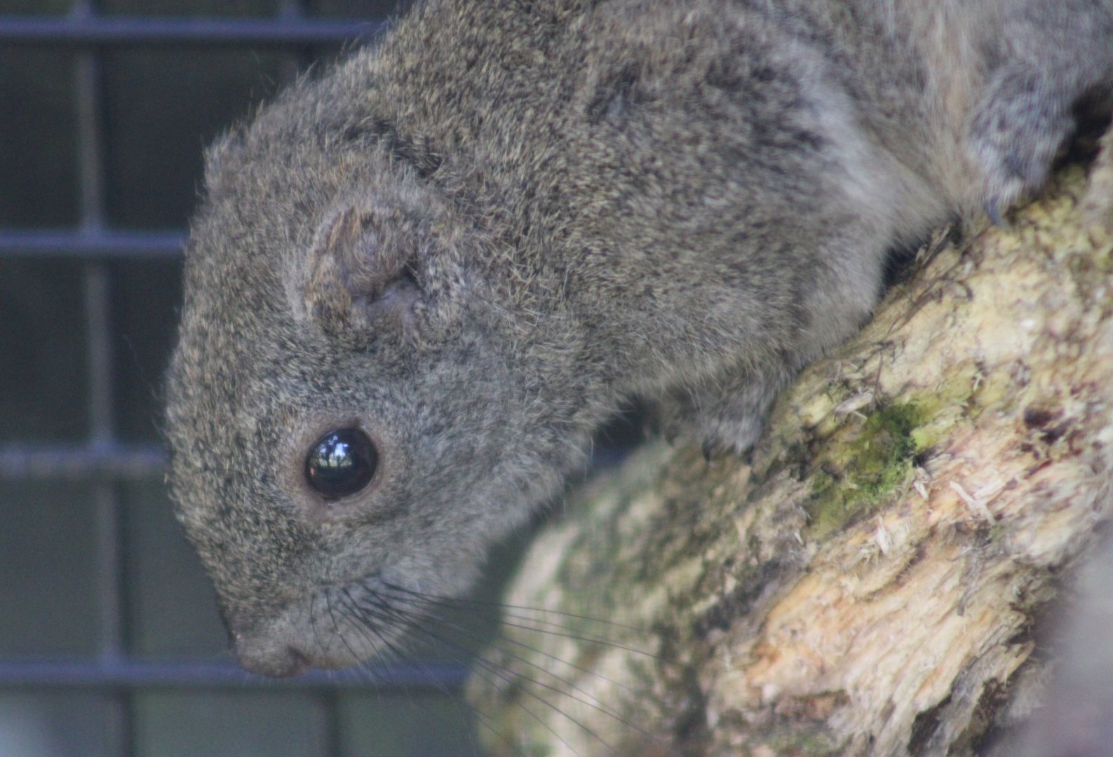 Signed as being Perny's long-nosed squirrel