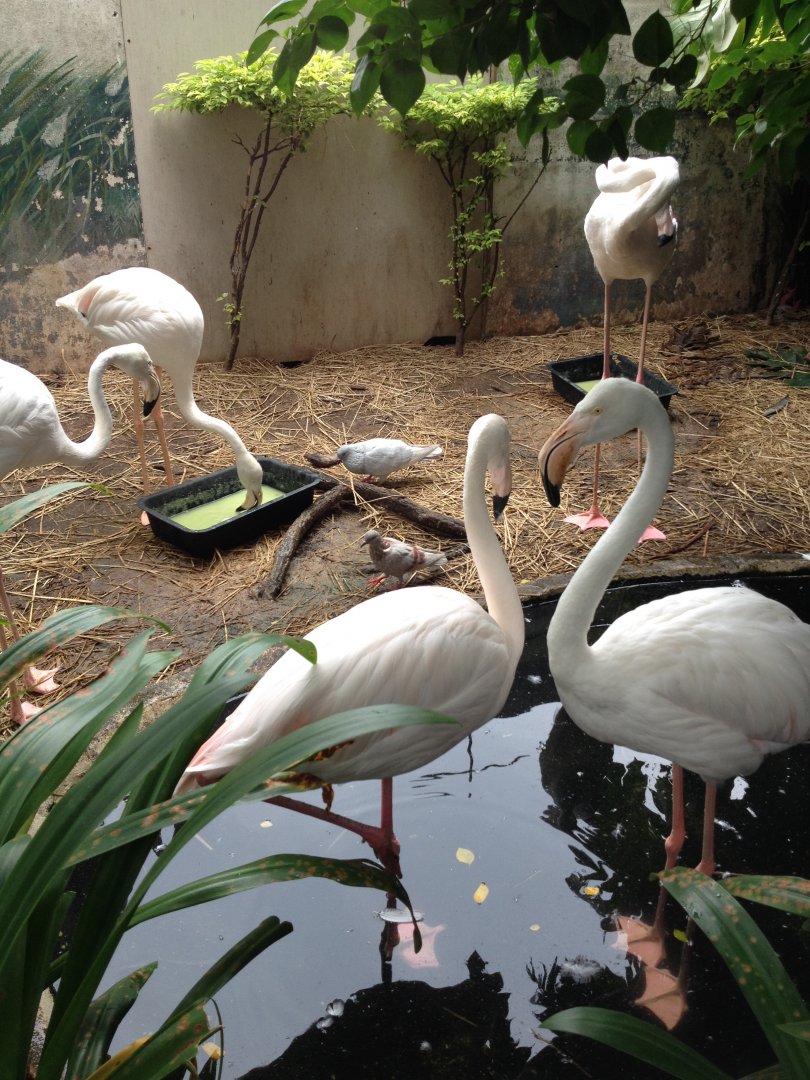 Signed as: Lesser Flamingo (Phoenicoparrus minor)