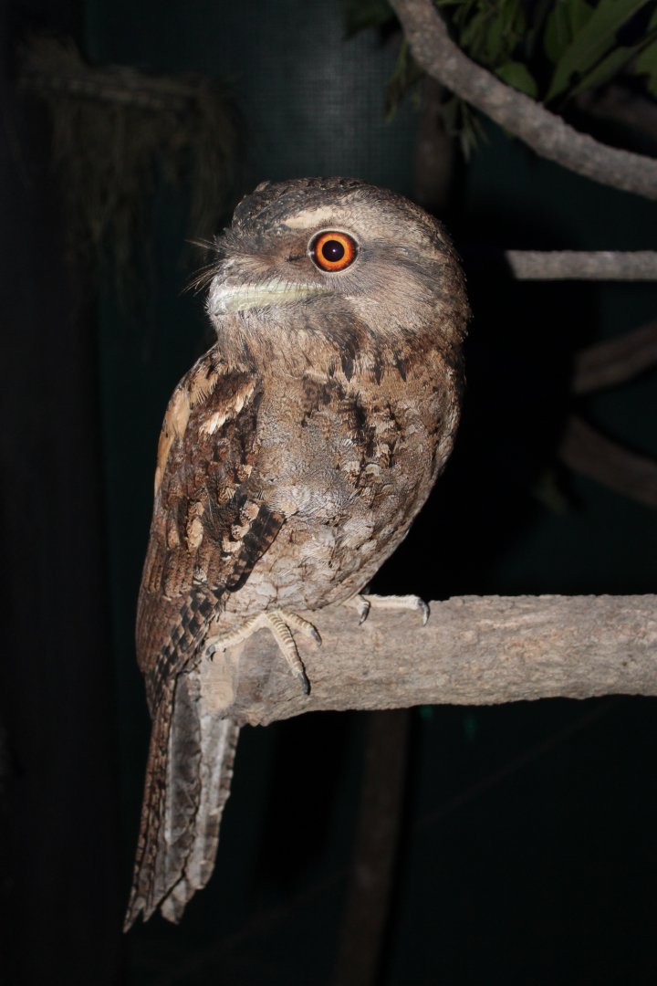 Signed as: Marbled Frogmouth (Podargus ocellatus)
