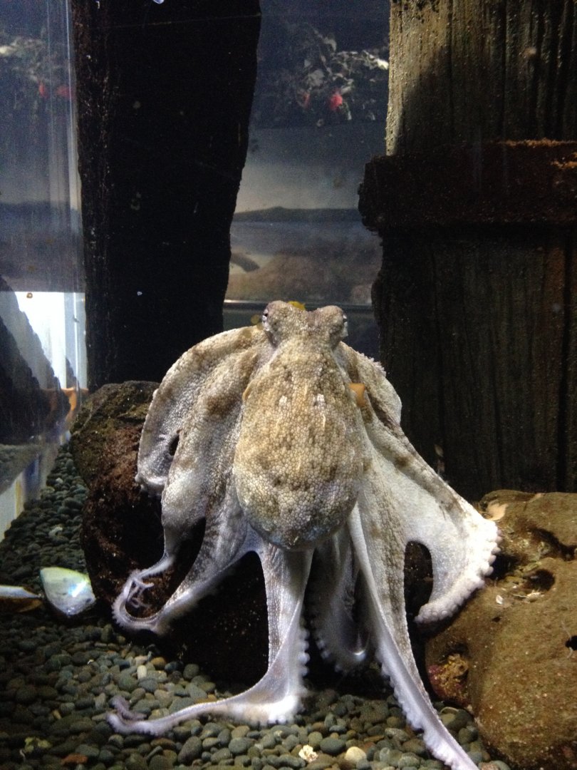 Signed as: Octopus sp.