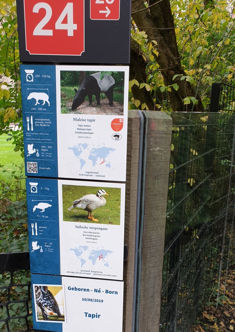 Signs and birth-sign Malayan tapir