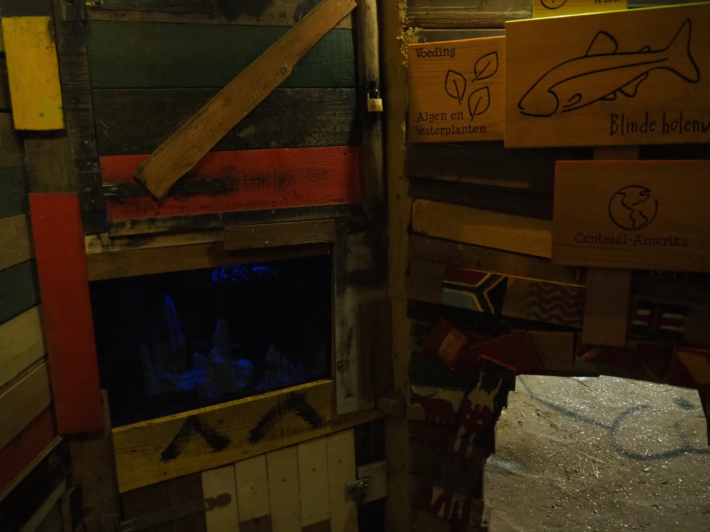 Signs and tank blind cave fish (Astyanax mexicanus)