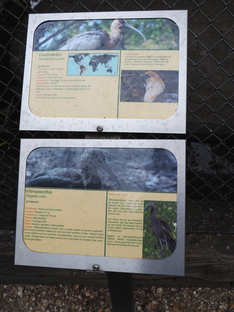 Signs buff-necked and white-faced ibis, 2019-05-25