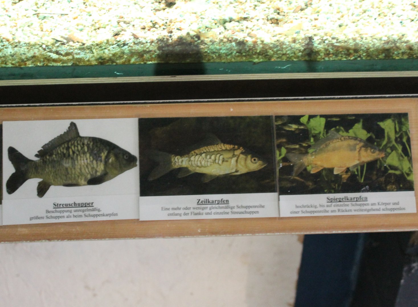 Signs Carp-forms