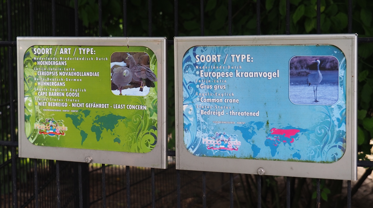 Signs Common crane - Cape Barren goose (Aug 28th, 2018)