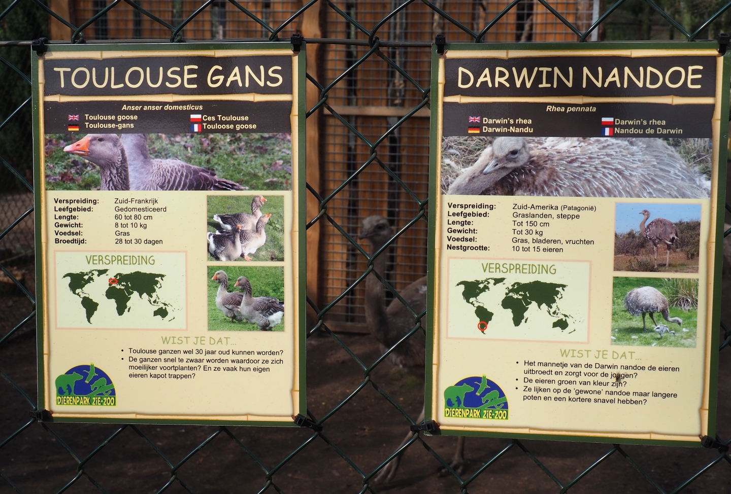 Signs Darwin's rhea and Toulouse goose, 2019-04-06
